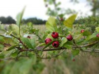 2015-09-20 23.38.15.jpg 2015-09-20 23.38.15.jpg