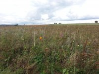 20150919_162725.jpg 20150919_162725.jpg