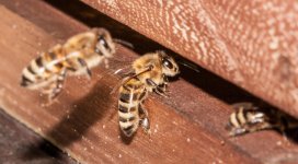 IMG_0045.jpg IMG_0045.jpg