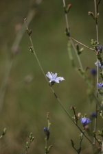 1A9Q6065ooc.jpg 1A9Q6065ooc.jpg