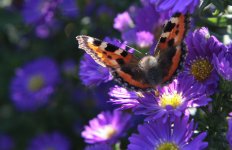 IMG_7667kl.jpg IMG_7667kl.jpg