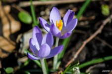 20160227_4368.jpg 20160227_4368.jpg