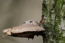 20160228_4374.jpg 20160228_4374.jpg