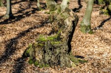 20160227_4365.jpg 20160227_4365.jpg