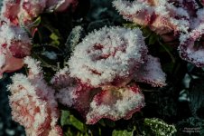 20160118_120644.jpg 20160118_120644.jpg