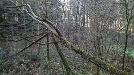 WP_20151127_13_05_12_Pro.jpg WP_20151127_13_05_12_Pro.jpg