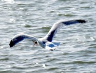 2017_03_22_Borkum_02_IMG_0548.jpg